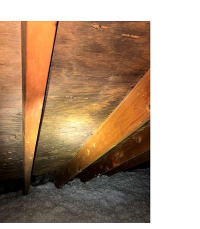 Dark mold staining on attic plywood sheathing near rafters, showing active growth pattern