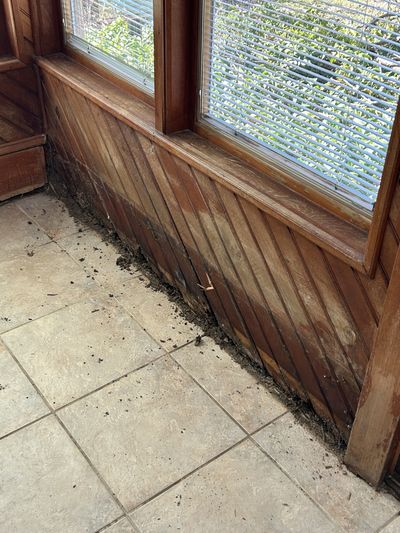 Dark mold growth along wood window and door trim at floor level