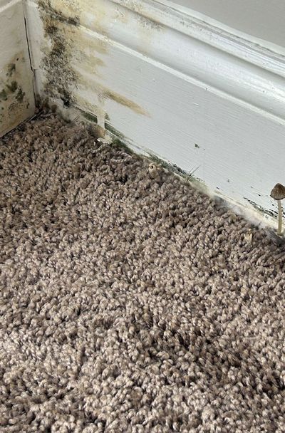 Heavy mold on a closet baseboard with a small mushroom growing from the wet carpet in a Chestnut Hill high-rise condo, confirming High Fungal Growth on a June 2026 mold test