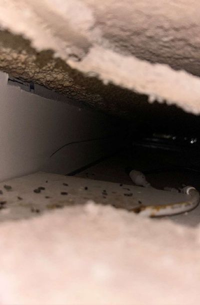 Mold growth visible across the ceiling plenum space in a Pottstown PA commercial building, September 2026 mold testing