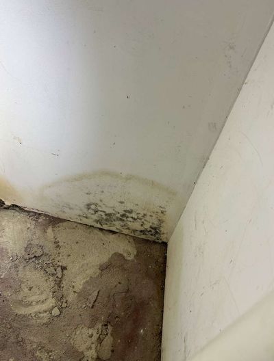 Stachybotrys black mold growth in the corner of an Elkins Park basement, confirmed by PRO-LAB air sampling