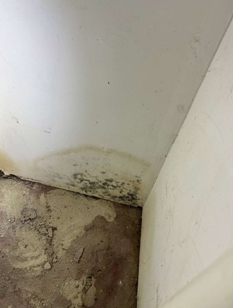 Suspected black mold in a basement corner of an Elkins Park, PA home during a home inspection