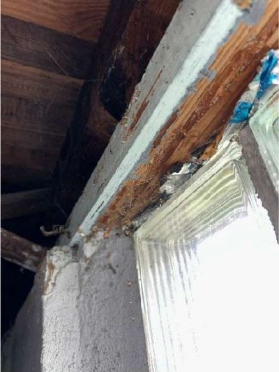 Termite shelter tube and wood rot on a basement window lintel in a pre-war Willow Grove PA home, documented during a July 2026 home inspection