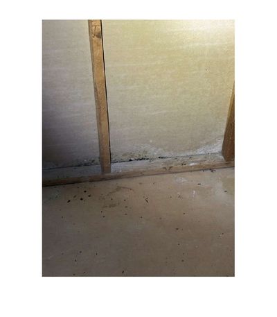 Close-up of mold growth on a basement wall — visible mold like this produces spores that air quality testing detects