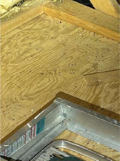 Mice droppings scattered across attic plywood sheathing in a Schwenksville PA home on a wooded lot, found during a June 2026 home inspection