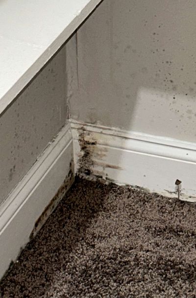 Widespread dark mold spotting spreading up a bedroom closet wall with heavy growth at the baseboard in a Chestnut Hill high-rise condo, found during a June 2026 mold test