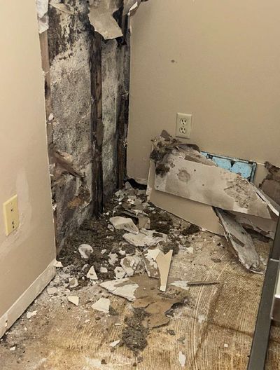Stachybotrys black mold covering wall studs after drywall removal at a commercial building in Perkasie PA — extensive mold growth visible on structural framing