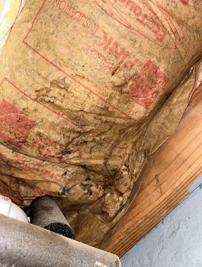 Stachybotrys mold growth on basement ceiling insulation in a Germantown Philadelphia property, June 2026 — dark discoloration visible on pink insulation batt