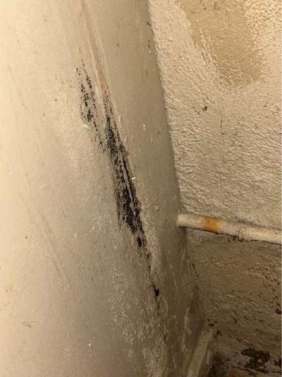 Dark mold-like discoloration on a damp basement partition wall in a 1946 Yardley PA home, noted for possible mold during a June 2026 home inspection