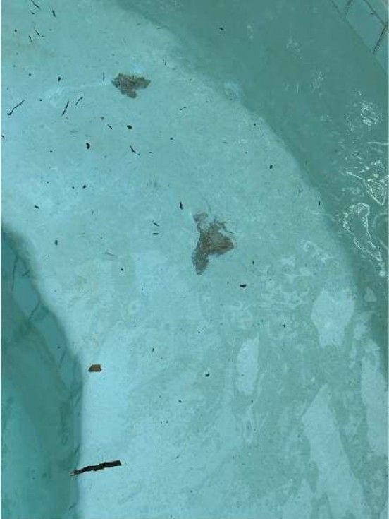 Cracked interior pool surface at a Schwenksville, PA pool home, photographed during a home inspection