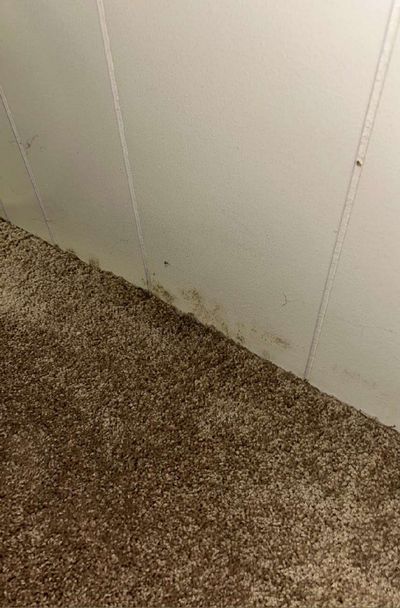 Dark discoloration along the base of finished wall paneling where it meets carpet in an Ardmore PA basement, noted during a June 2026 mold test