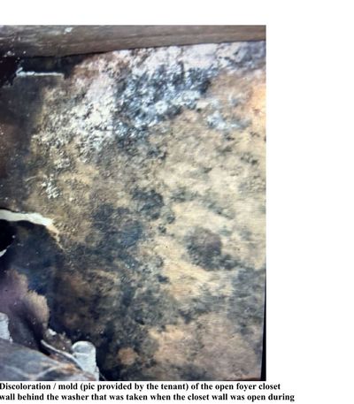 Mold visible on the back side of a drywall in a laundry closet, growing on the framing