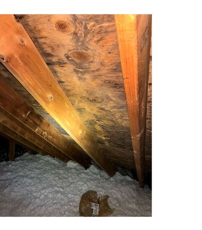 Mold staining on attic sheathing with PRO-LAB sample cassette visible during air quality testing