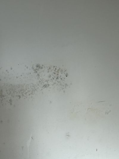 Surface mold on a wall from water damage in a Philadelphia-area home