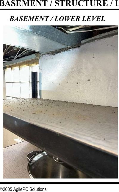 Mice droppings scattered across basement surfaces near the electrical panel in a pre-war Willow Grove PA home, found during a July 2026 home inspection